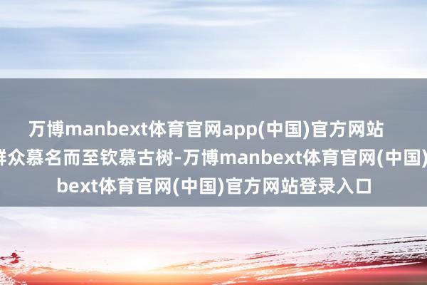 万博manbext体育官网app(中国)官方网站        每年皆有无数群众慕名而至钦慕古树-万博manbext体育官网(中国)官方网站登录入口